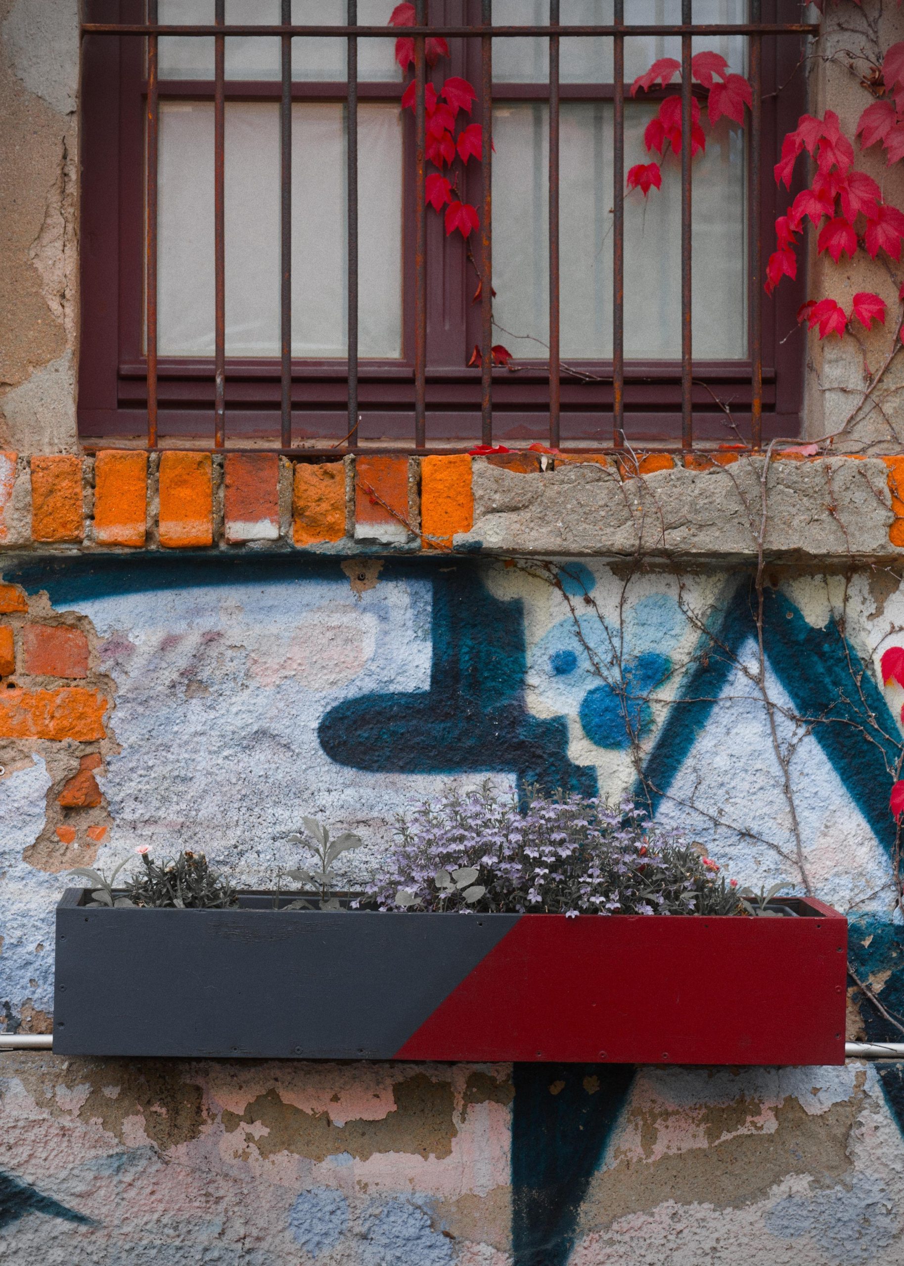 Barred window above a weathered wall with exposed bricks and blue-black graffiti, red ivy leaves climbing around the frame, and a long black-and-red planter box holding small plants mounted below.