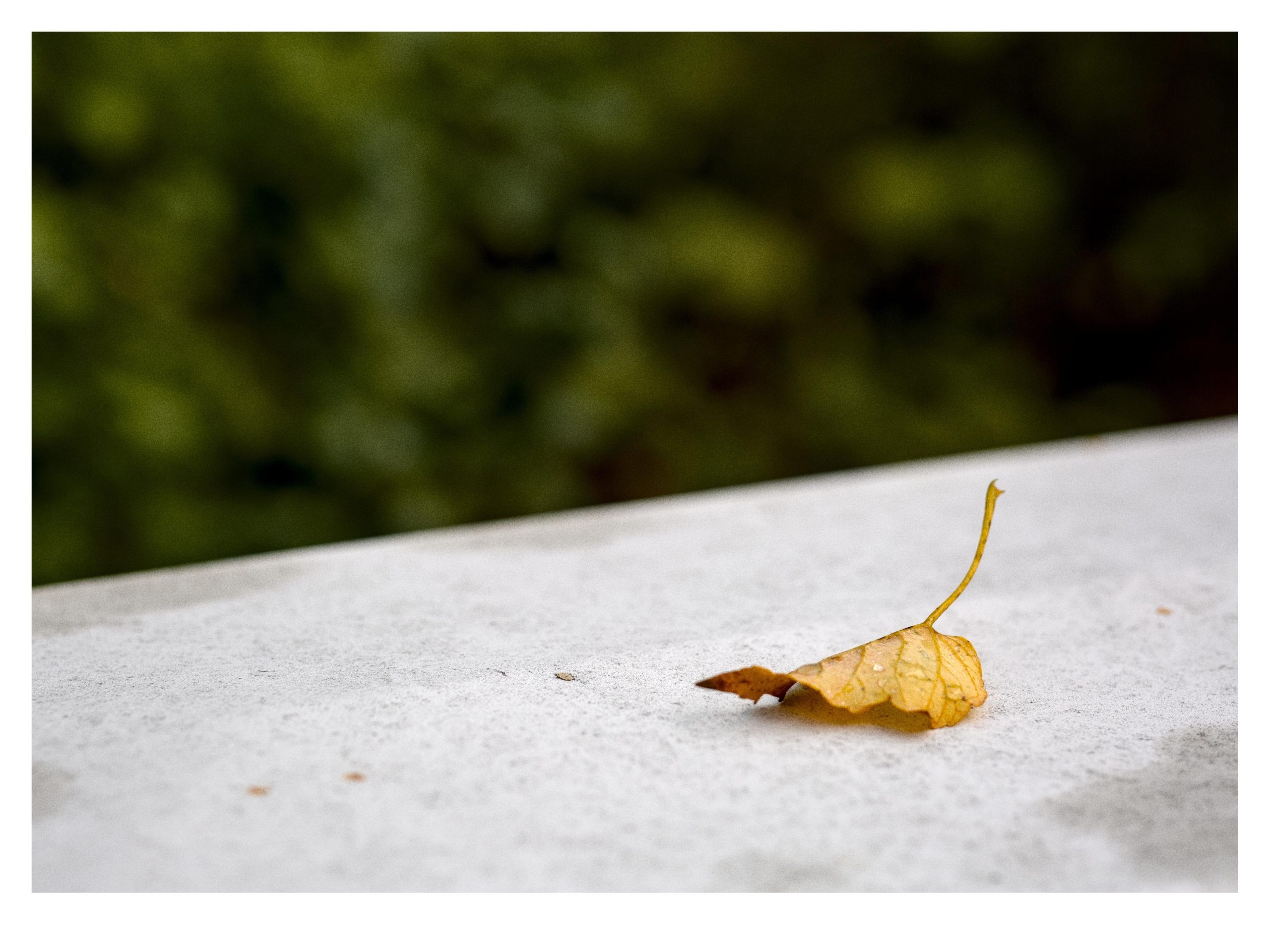 Single yellow leaf with a thin stem lying on a light gray stone surface, with a blurred green foliage background.