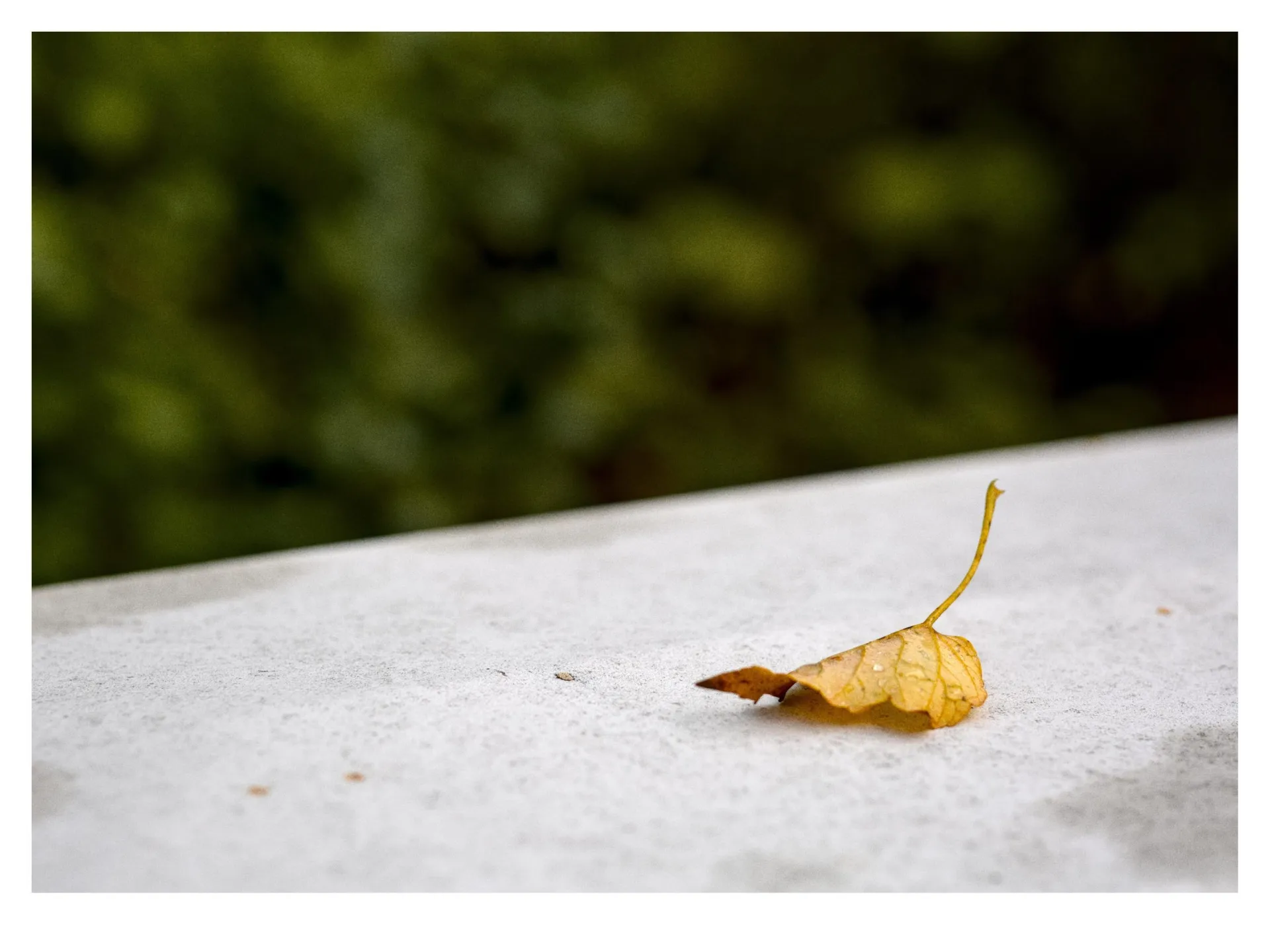 Single yellow leaf with a thin stem lying on a light gray stone surface, with a blurred green foliage background.